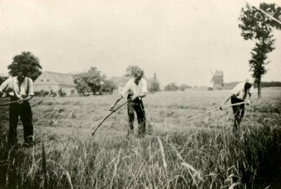 Grasmahd zwischen Wilke-Hof und -Mühle in Barschau