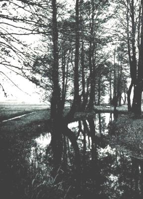 Erlenpartie im Krugwald