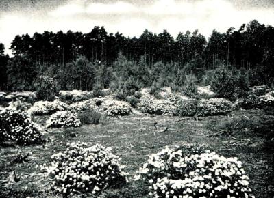 Rosmarinheide in der Nähe der Rennbahn