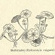 Botanische Streifzüge durch den Kreis Lüben von Oskar Hinke, 1928